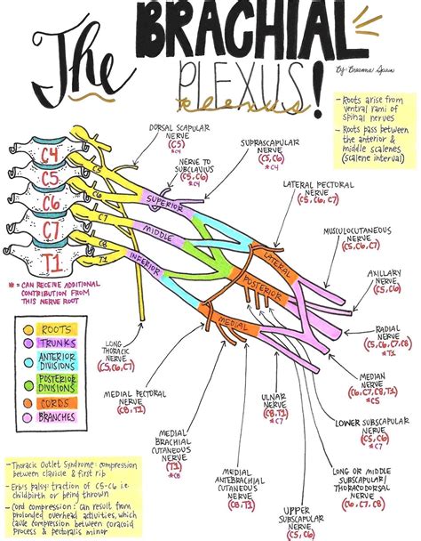 Nerve Drawings // The Brachial Plexus and its Course through the Upper ...