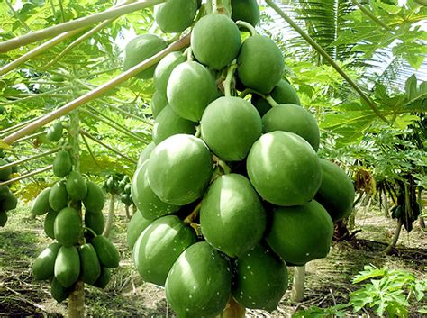 Papaya fruit benefits | Health Benefits of Papaya and its nutrients ...