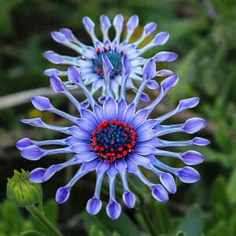 50/100 Rare Blue Daisy Plants Flower Seeds Garden PlantUS | Etsy