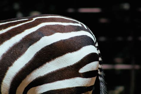 Black and White Zebra Patternt · Free Stock Photo