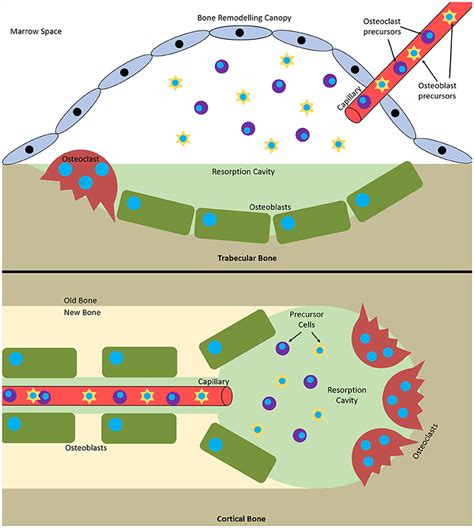 Remodeling Of Bone - Bone Formation And Remodeling Tobig / Related ...