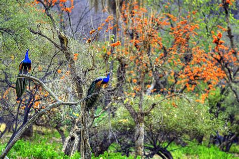 Sariska National Park: The Lush Abode Of Royal Bengal Tigers