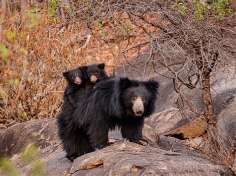 10 Things You Need To Know About Sloth Bears | Nature inFocus