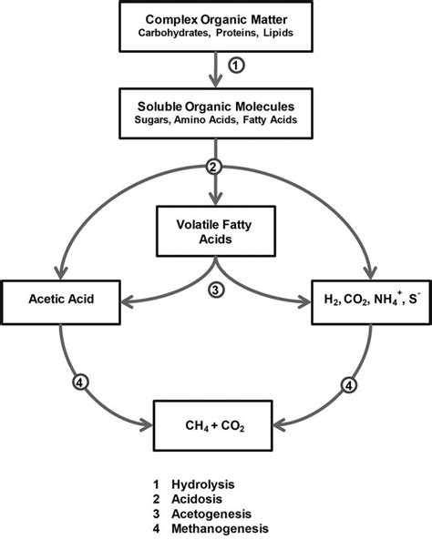 Stages Of Anaerobic Digestion