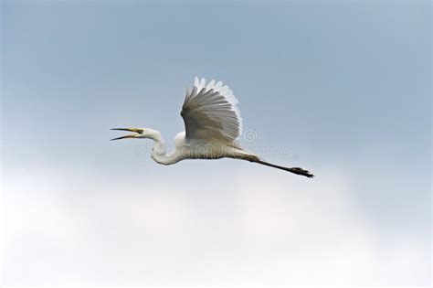 White heron stock photo. Image of egret, animals, nature - 38667072