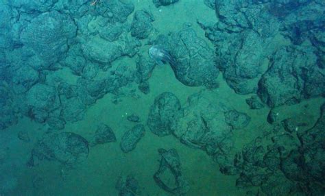 Giant blob sculpin (Seamounts of Canada's Large Offshore Pacific Area ...