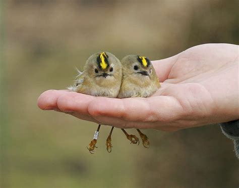 The Five Smallest Birds in The World — Steemit