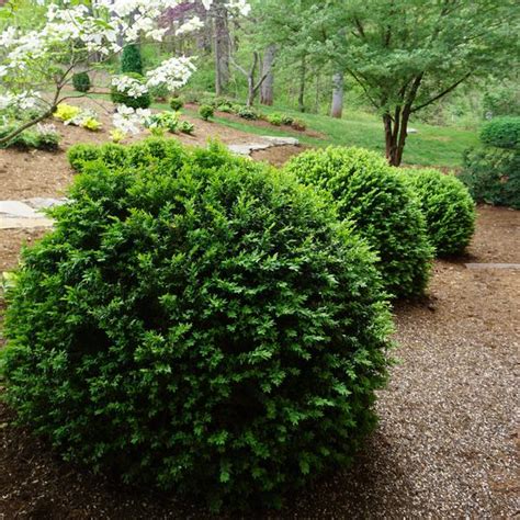 Buxus sempervirens American Boxwood from Saunders Brothers Inc