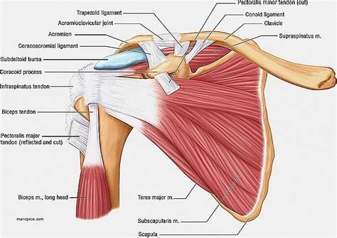 Shoulder ligaments and tendons Diagram | Quizlet