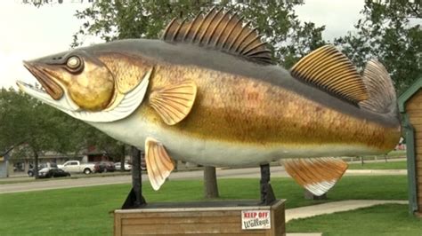 Mille Lacs Lake Walleye Fishing to Remain Open All Summer - Lakeland PBS