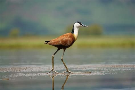 Photography - Afrikaans Safari - The perfect picture