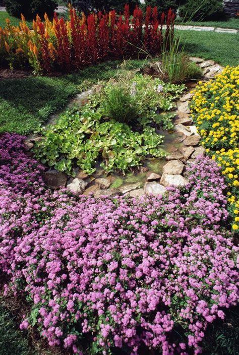 The Best Groundcover for Full Sun and Clay Soil | Hunker