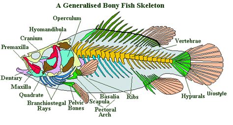 The Earth Life Web, The Fish's Skeleton | Fish anatomy, Fish skeleton, Fish