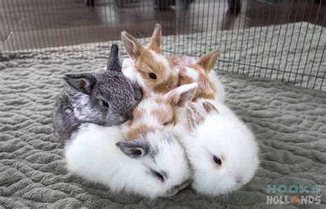 Holland lop baby bunnies, 3 weeks old. From Hook's Hollands - Ohio ...