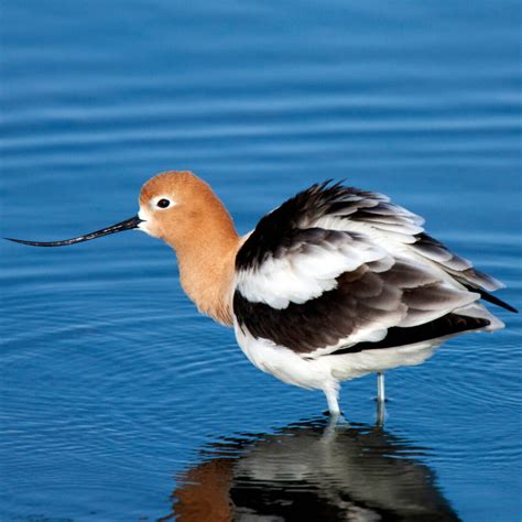 10 Interesting Facts About the Avocet - Factopolis