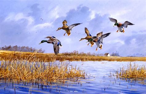 Waterfowl Paintings by Jim Killen a Waterfowl and Hunting dog artist