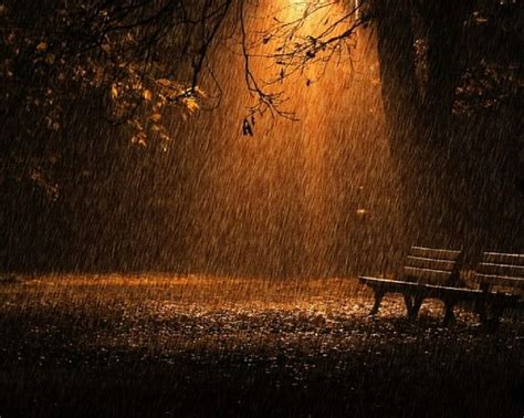 Rainy Night Nature