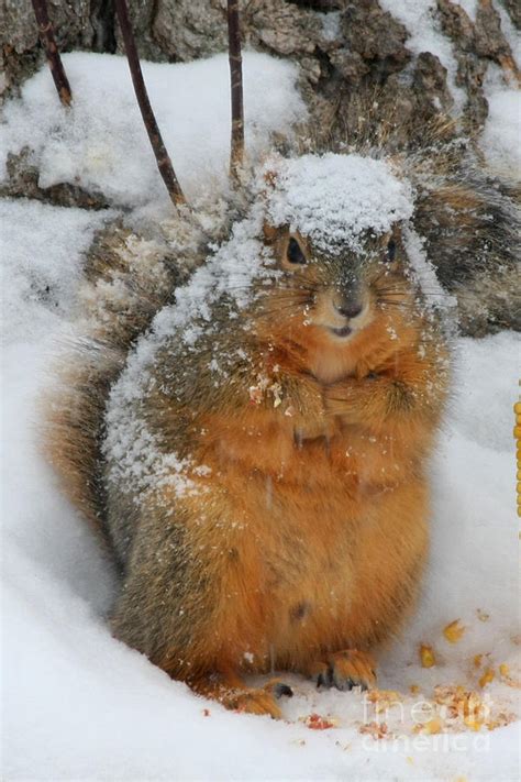 Squirrel Covered In Snow Photograph by Lori Tordsen