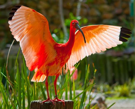 scarlet ibis | a scarlet ibis shows off its beautiful colour… | Mohamed ...