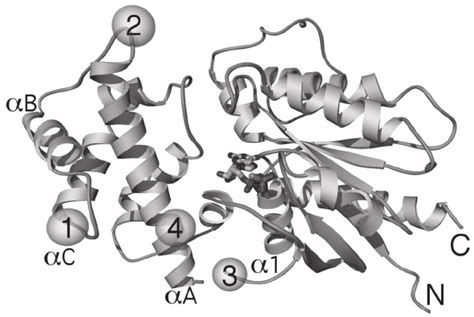 Model of G protein α subunit indicating GFP insertion sites. The α ...