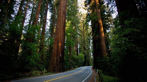 Redwood Desktop Wallpapers - Top Free Redwood Desktop Backgrounds ...