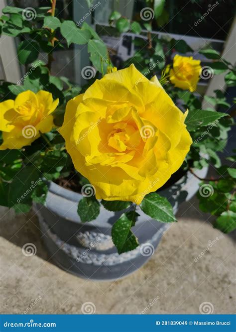 Closeup of Hybrid Tea Rose or Rosa Hybrida Stock Image - Image of ...