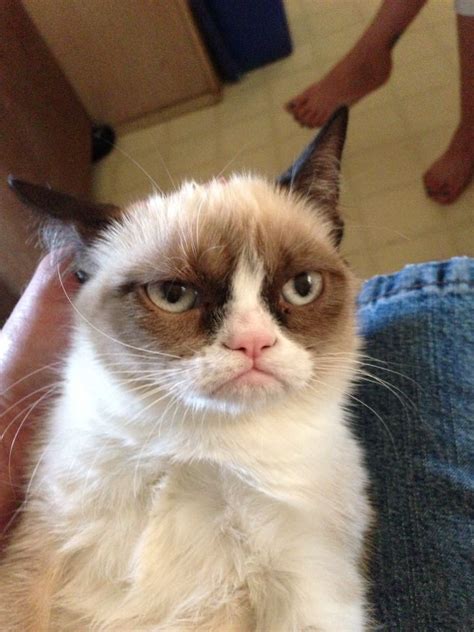 The world's grumpiest cat! 40+ Funniest Grumpy Cat Memes Pics | FallinPets