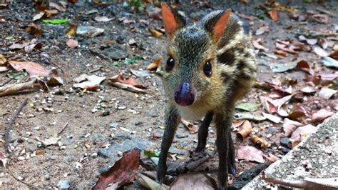 mouse deer video | simonandfinn