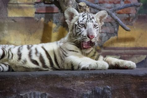 White Tiger : 5 Things you Need to Know - Taman Safari Bali