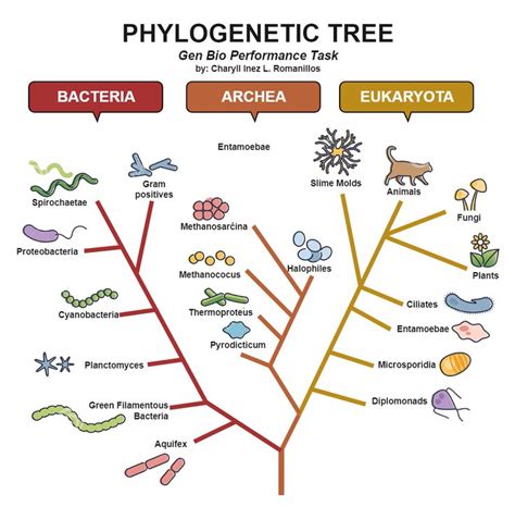 Phylogeny Evolutionary Phylogenetic Tree