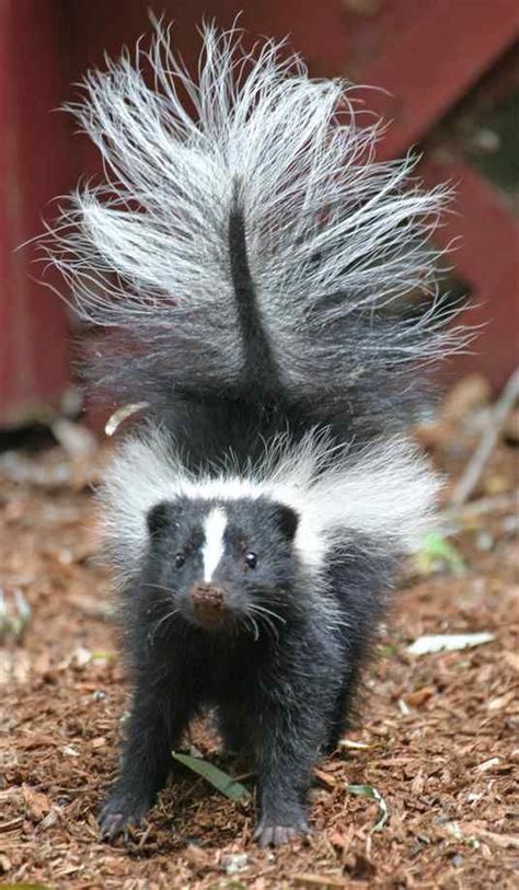 BEWARE you ticked me off! | Skunk facts, Skunk, Sleeping animals