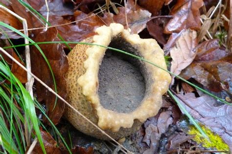 Puffballs – Identification, Distribution, Edibility – Galloway Wild Foods