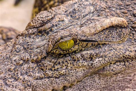 Close-up of the Eye of a Crocodile Stock Photo - Image of pine, hunter ...