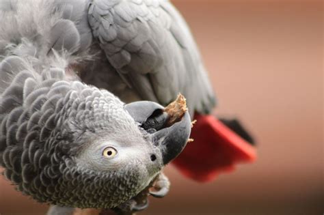 african grey parrot feather problems Archives - TikTok Parrot