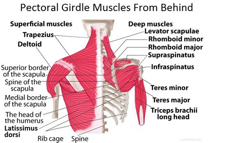 Pectoral Girdle Anatomy: Bones, Muscles, Function, Diagram | eHealthStar