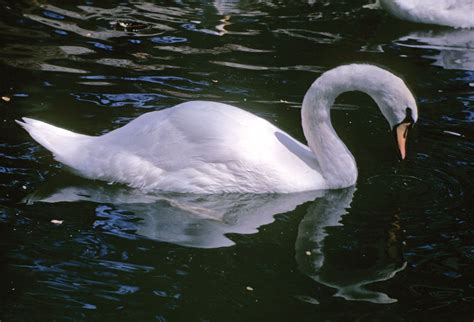 Swan | Bird Species, Migration & Lifespan | Britannica