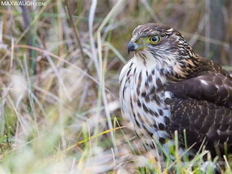 Little Tough Guys: The World’s Small Raptors | Max Waugh