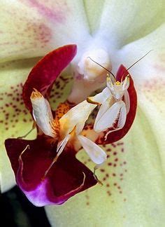 The Orchid mantis a complex but perfect camouflage | Orchids, Orchid ...