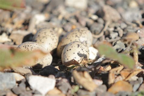 IMG_3635 | Oystercatcher eggs | Karl | Flickr