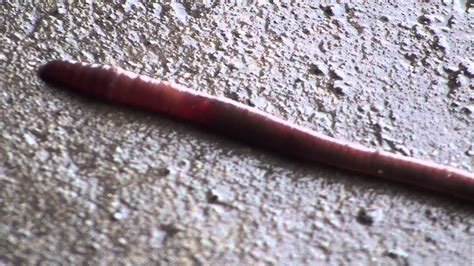 Worm Moving - YouTube