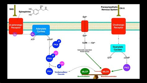 Pulmonary Pharmacology [Part 1] | Bronchoconstriction & Bronchodilation ...