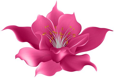 Magnolia clipart magnolia flower, Magnolia magnolia flower Transparent ...