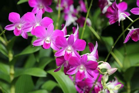 Dendrobium Orchids: Types, How To Grow and Care | Florgeous