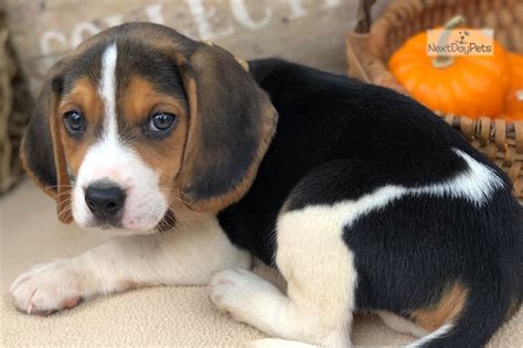 Oliver: Beagle puppy for sale near Springfield, Missouri. | 69962c8111