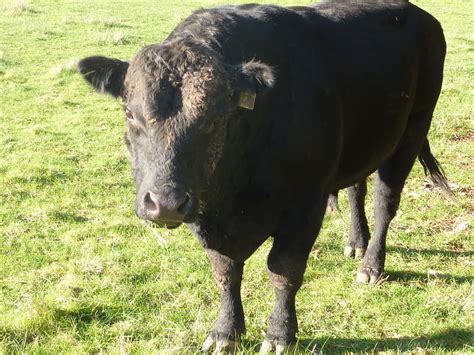 Black Angus bull - frontal | Black Angus bull on the farm in… | Flickr