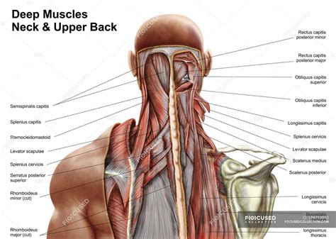 Musclesm In The Upper Human Back : Back Muscles Amboss : The spine is ...