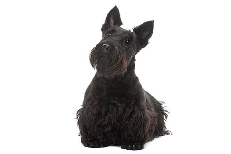 Scottish Terrier Dog Breed Information