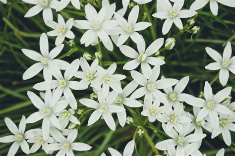 Striking Facts About the Star of Bethlehem Flower - Gardenerdy