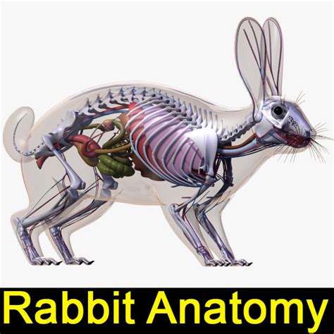 max rabbit anatomy