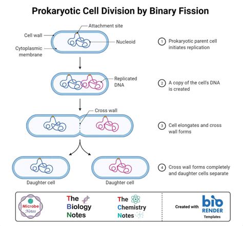 Cell Division In Bacteria